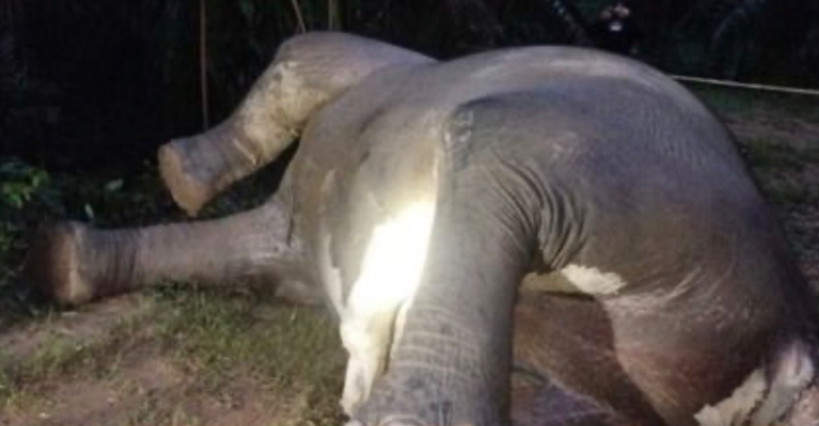 gajah jantan - ilustrasi berita Sorotan Baru Seputar Gajah Jantan yang Menarik Perhatian